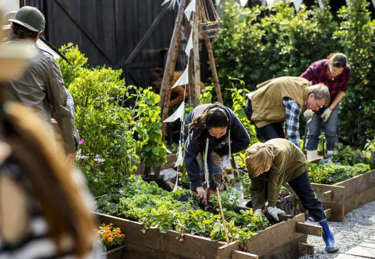 Mensen planten groenten in greenhouse